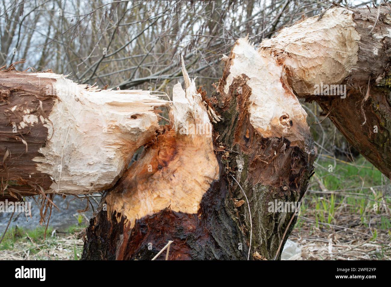 Weidenbäume, die von europäischen Bibern (Castor Fiber) auf einem kleinen Fluss in Rumänien geschnitten wurden. Biber-Aktivität. Wie man Biberschilder erkennt. Stockfoto