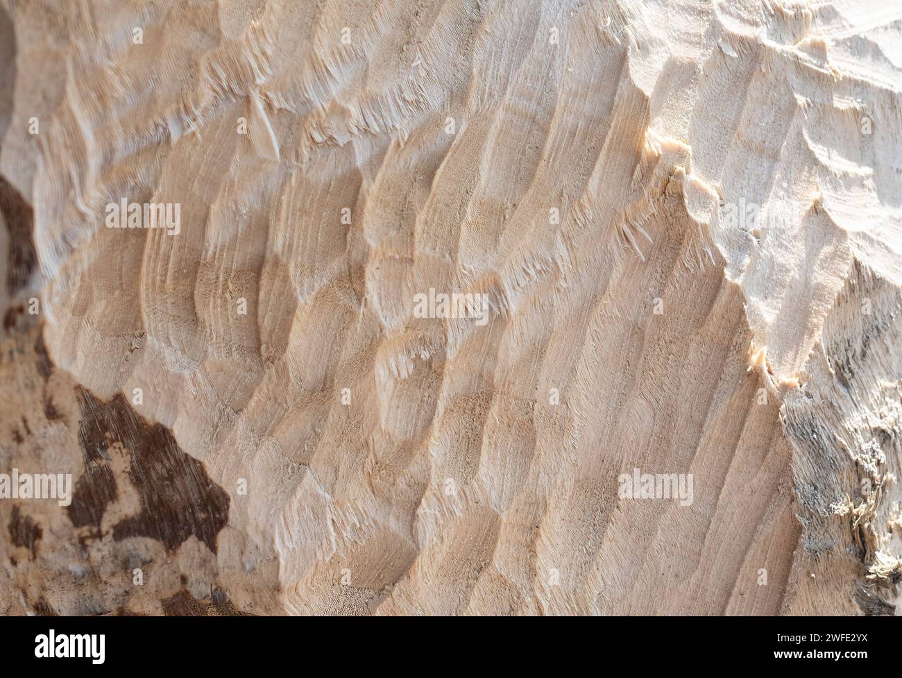 Details von Biberzahnspuren an einem Weidenstamm. Zahnspuren beim eurasischen Biber (Castor Fiber). weidenbaum (Salix fragilis). Genagter Baum. Stockfoto