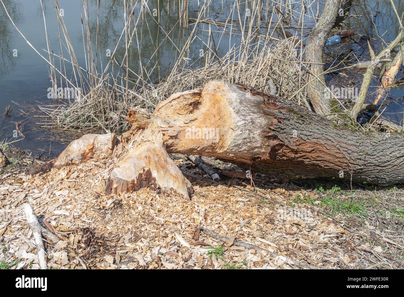 Weidenbäume, die von europäischen Bibern (Castor Fiber) auf einem kleinen Fluss in Rumänien geschnitten wurden. Biber-Aktivität. Wie man Biberschilder erkennt. Stockfoto