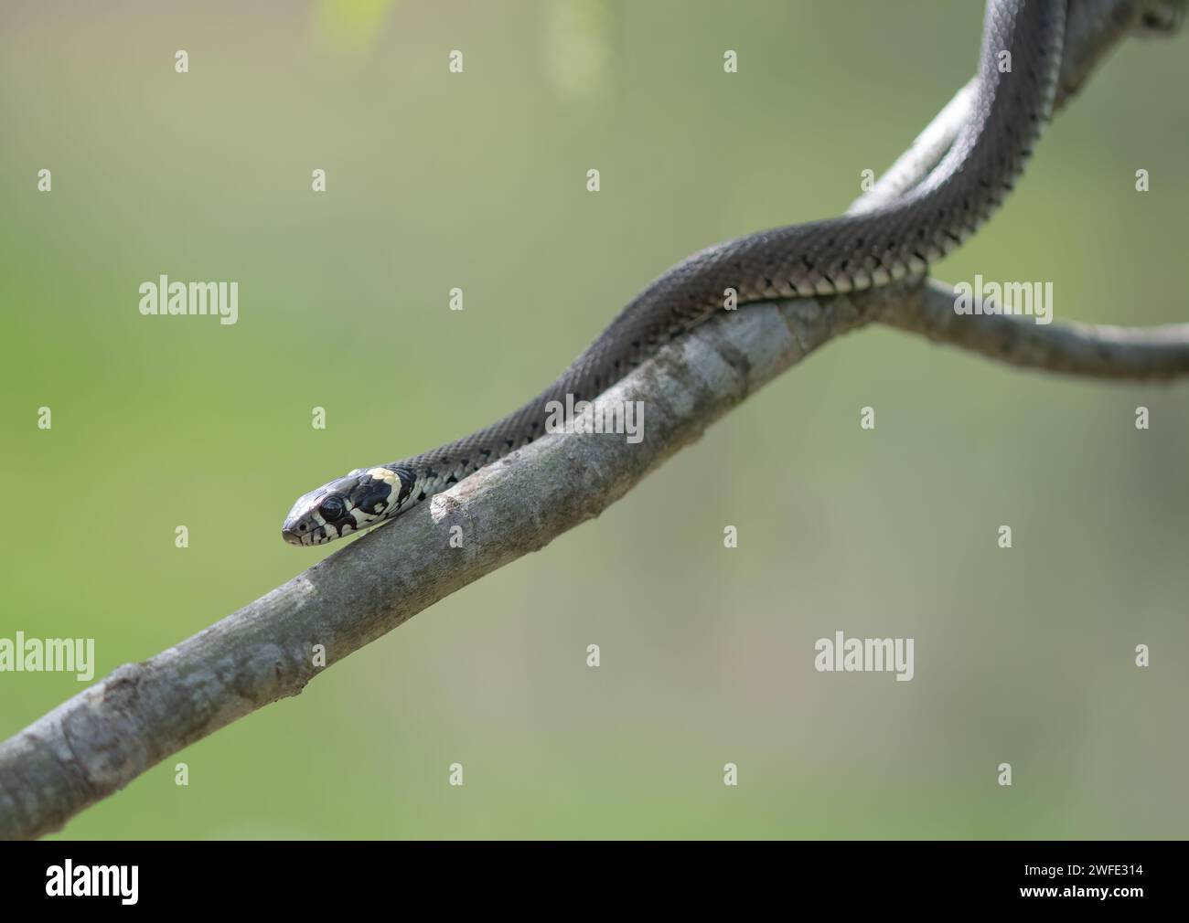 Eine junge Grasschlange (Natrix natrix), die auf einem Holzzweig klettert. Nichtgiftige Schlangenarten Europas. Eine Schlange klettert auf einen Ast. Stockfoto