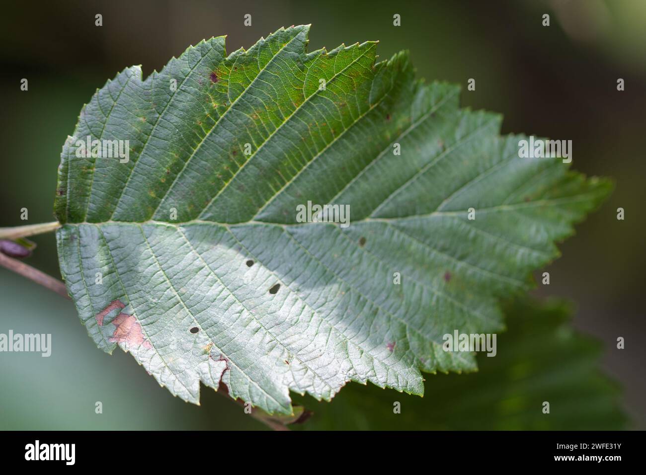 Makrodetails des Alnus incana-Blattes. Graue Erlenblätter. Erlenbaum-Detail. Bedeutung des Auenwaldes. Materialien der Botanik-Klasse. Stockfoto