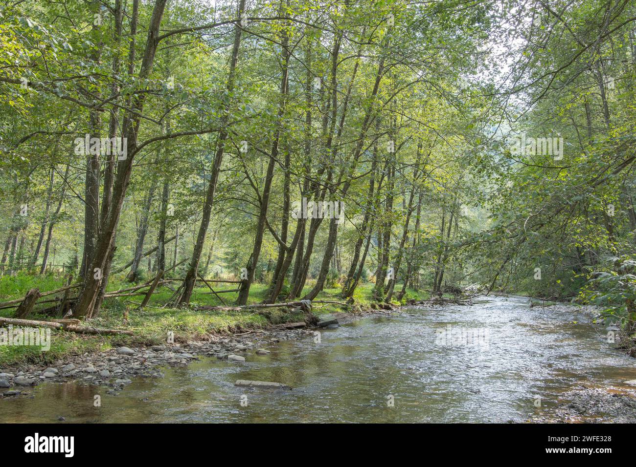 Alnus incana Bäume an einem Fluss. Die Bedeutung des Uferhabitats. Bedeutung der Auengalerien. Grauer Erlenwald. Stockfoto