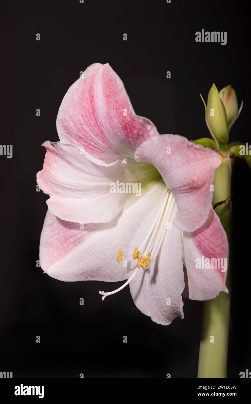 Amaryllis-Apfelblüte Stockfoto