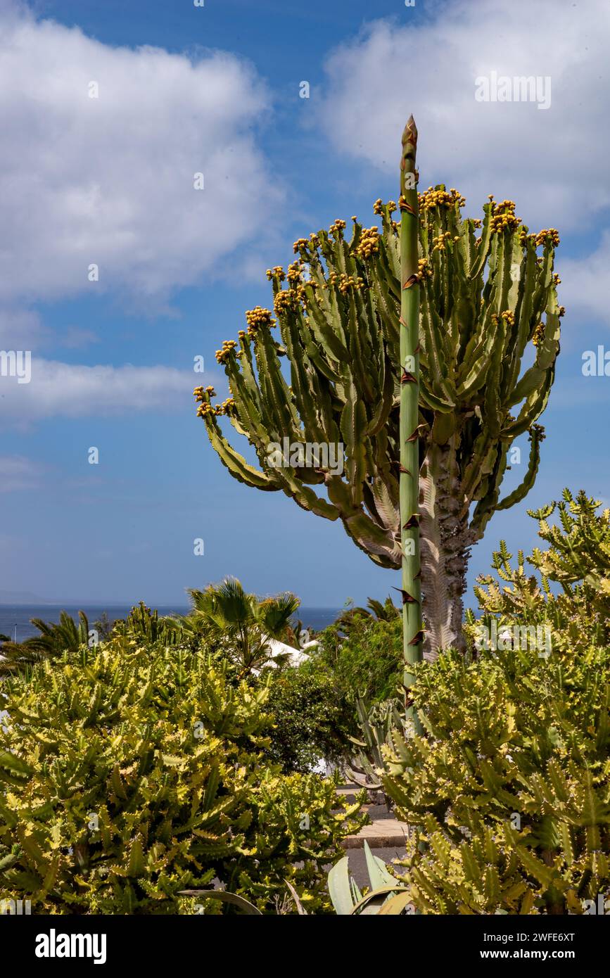 Großer Kandelaber, Euphorbia muriel II, mit einem Agave-Spross in einem Garten, Lanzarote Stockfoto