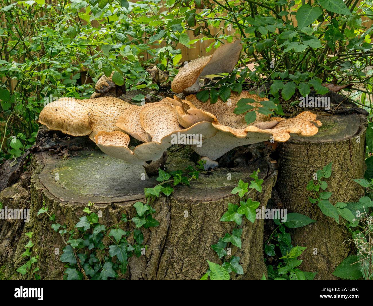 Lärchenklammer Pilz (Dryad's Saddle - Polyporus squamosus?) Wächst auf totem Eichenstumpf, Leicestershire, England, Großbritannien Stockfoto
