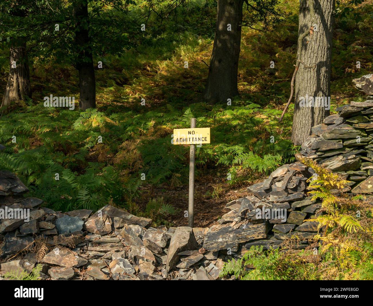 Gelbes und schwarzes Schild „No Admittance“ hinter einer Trockenmauer im Naturschutzgebiet/Waldbewaldung, Bradgate Park, Leicestershire, England, Großbritannien Stockfoto