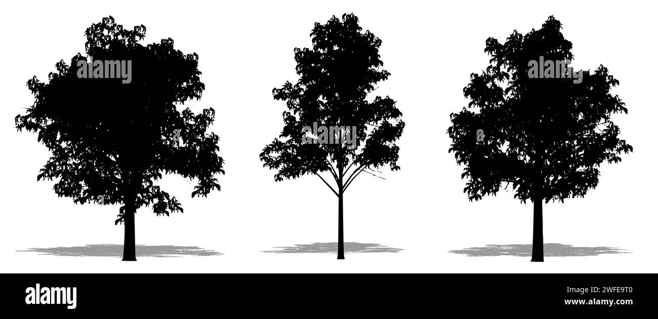 Set oder Sammlung von Blue Gum Trees als schwarze Silhouette auf weißem Hintergrund. Konzept- oder konzeptionelle 3D-Illustration für Natur, Planet, Ökologie und c Stockfoto