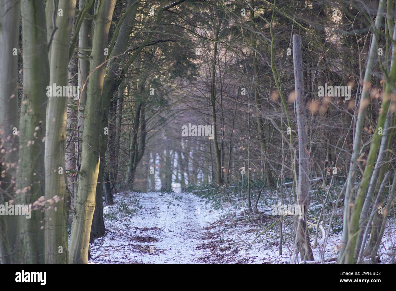 Verschneiten Weg Stockfoto