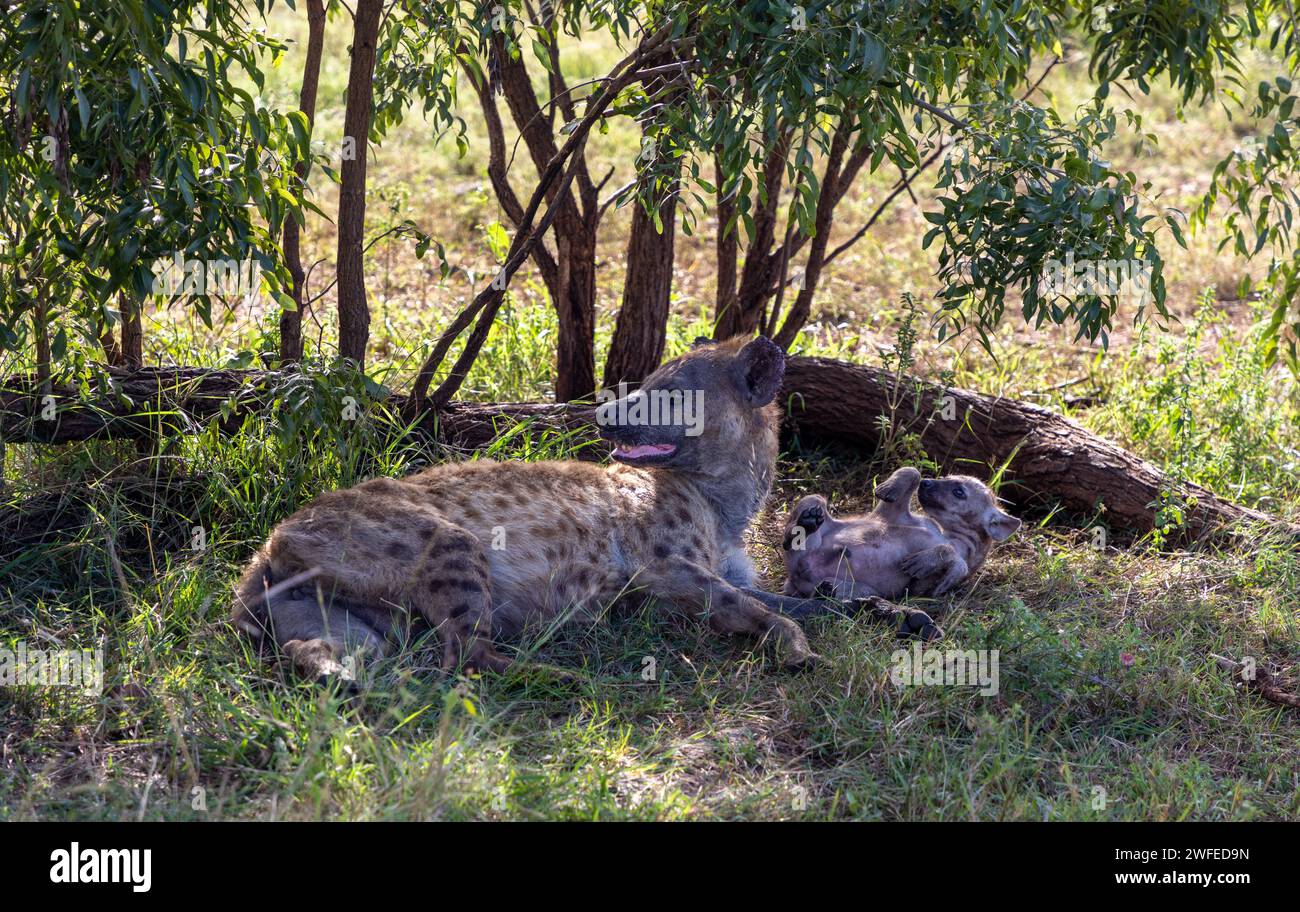 Eine gefleckte Hyena-Mutter, die im Schatten unter einem Busch mit einem ihrer Jungen liegt. Stockfoto