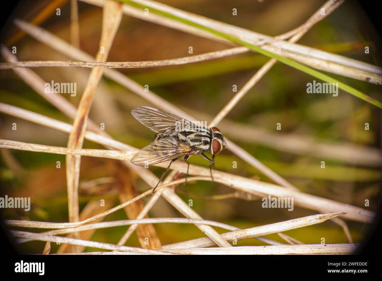Gattung Graphomya Familie Muscidae Unterfamilie Mydaeinae Fliege wilde Nture Insekten Tapete, Bild, Fotografie Stockfoto