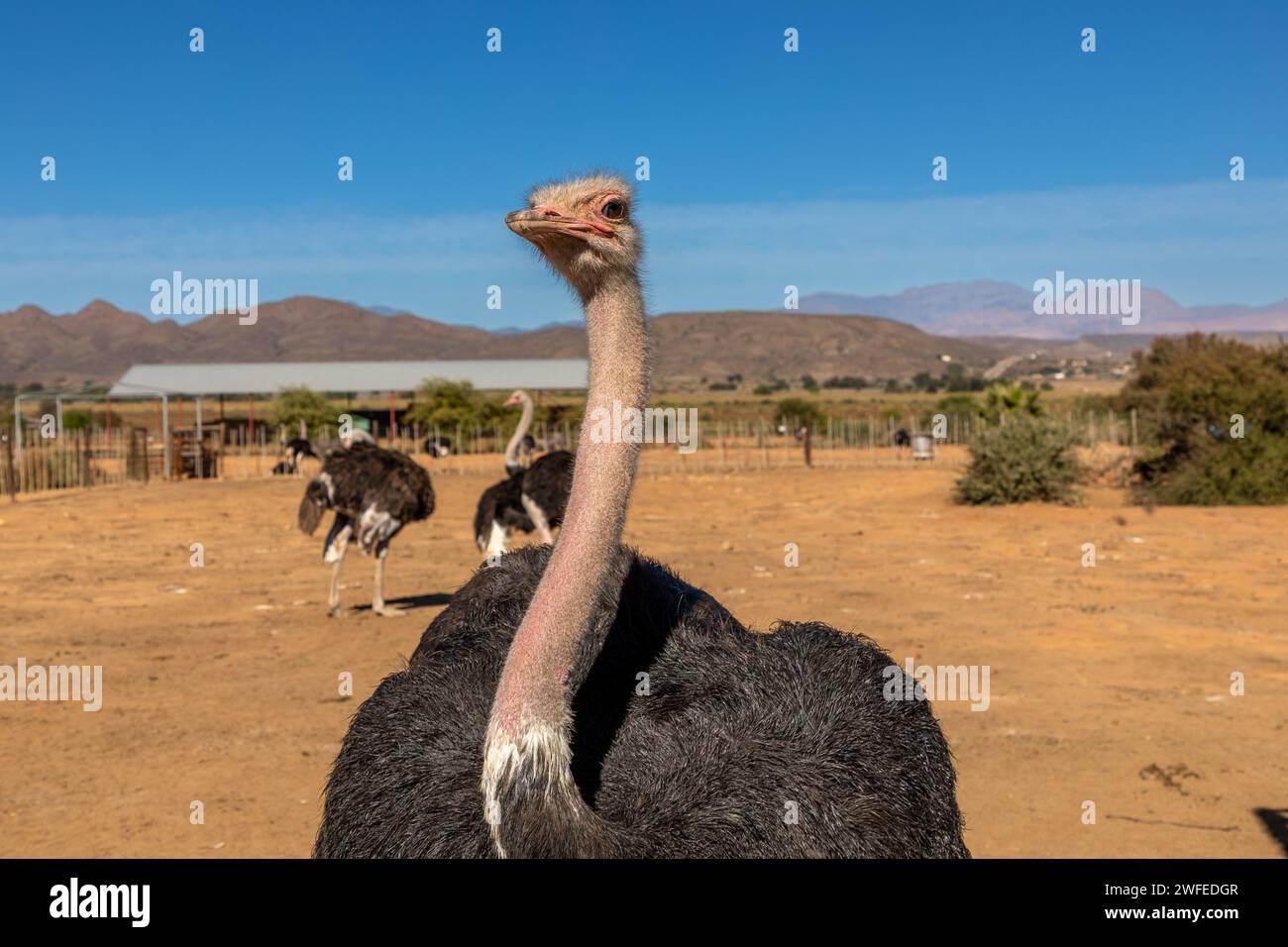 Strauß von der Hüfte nach oben, auf einer Farm in der Nähe der Stadt Oudtshoorn in der Karoo-Gegend in Südafrika. Im Hintergrund zwei weitere Strauße. Stockfoto