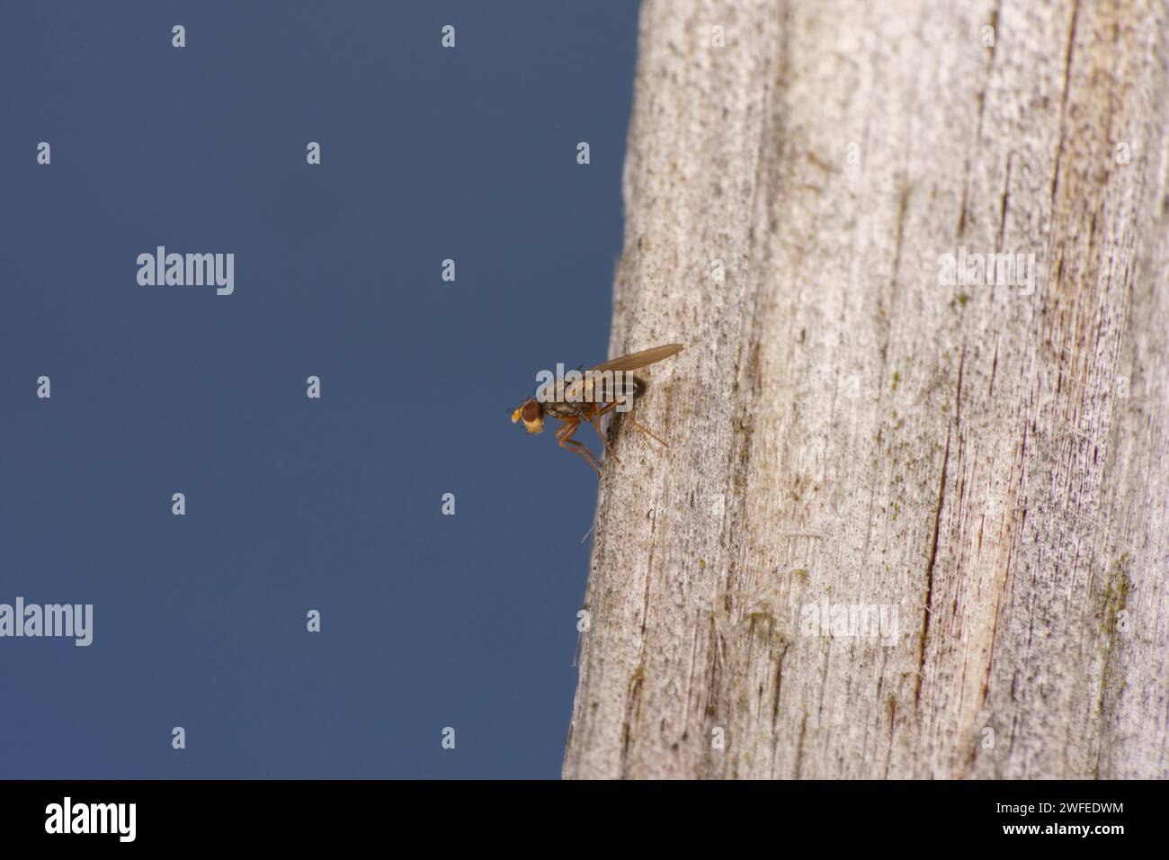 Unterauftrag Brachycera Fliege wilde Natur Insekten Tapete, Bild, Fotografie Stockfoto