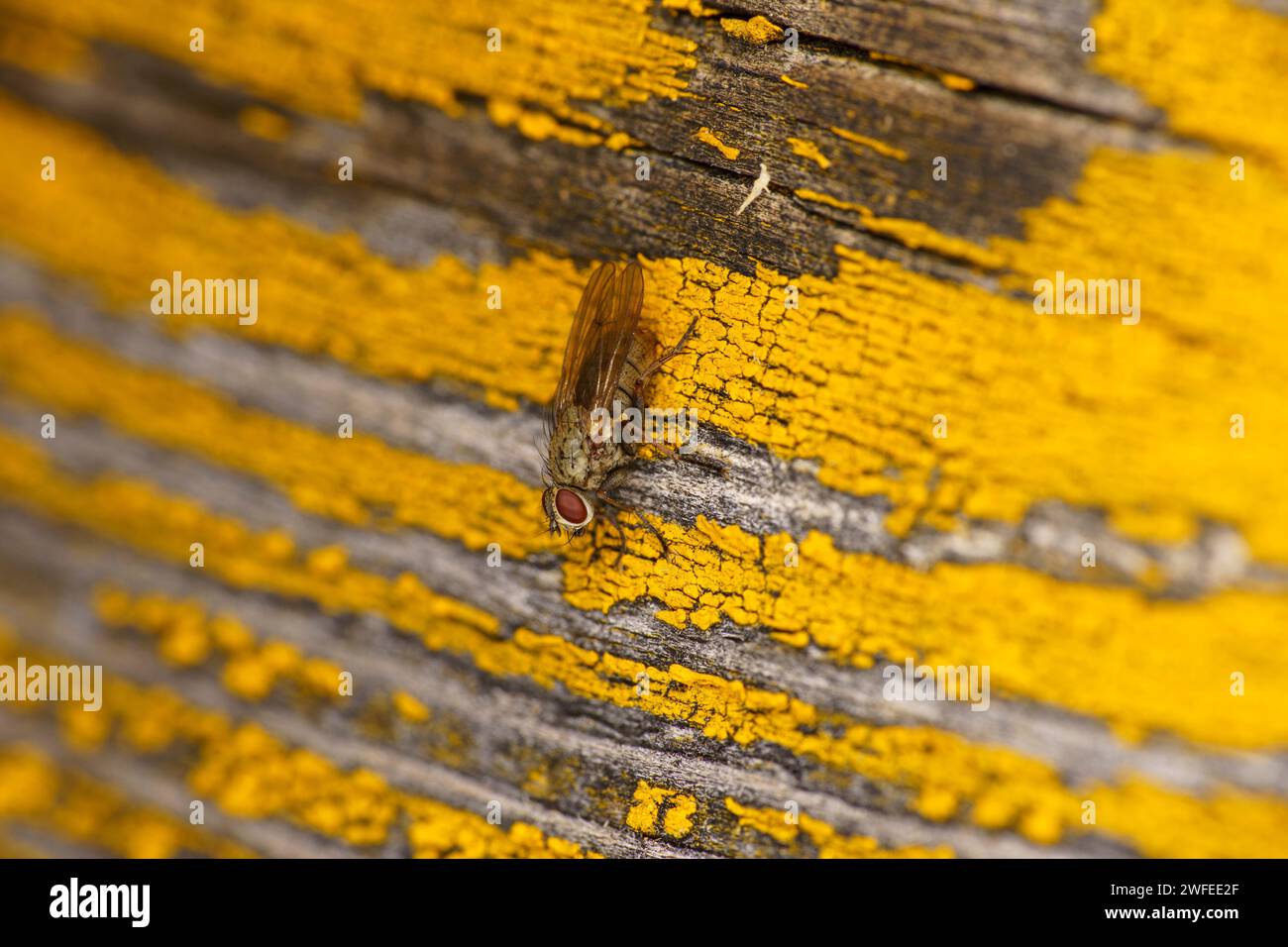 Gattung Coenosia Familie Muscidae Fliege wilde Natur Insekten Tapete, Bild, Fotografie Stockfoto