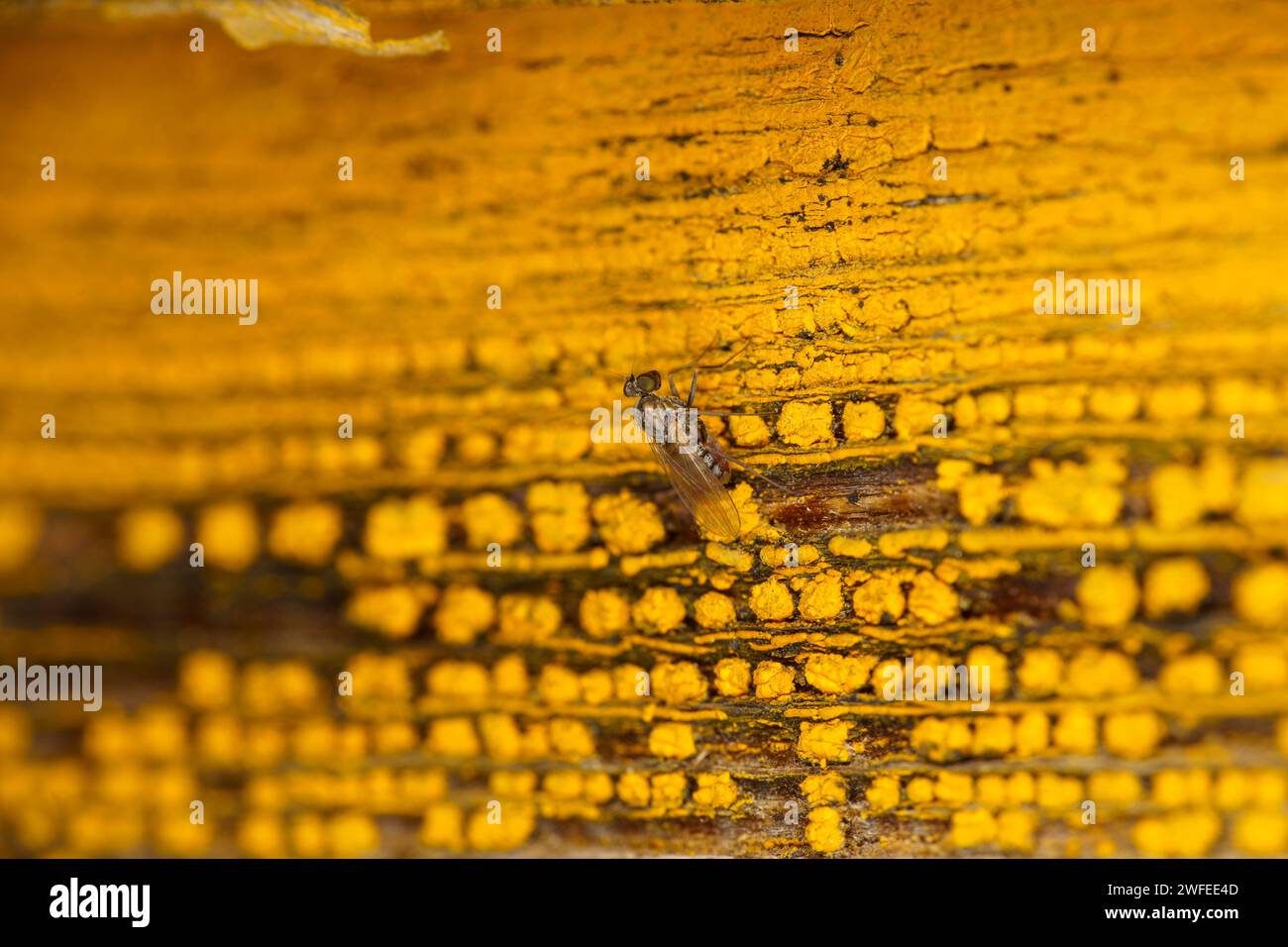 Coenosia agromyzina Familie Muscidae Gattung Coenosia Fliege wilde Natur Insekten Tapete, Bild, Fotografie Stockfoto