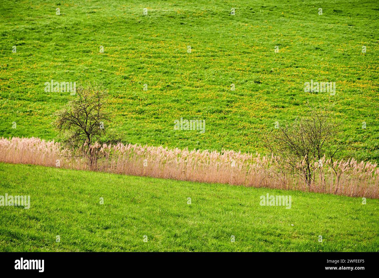 Wiese mit Schilf in blühender Löwenzahnwiese im Frühjahr, Fränkische Schweiz, Deutschland Stockfoto