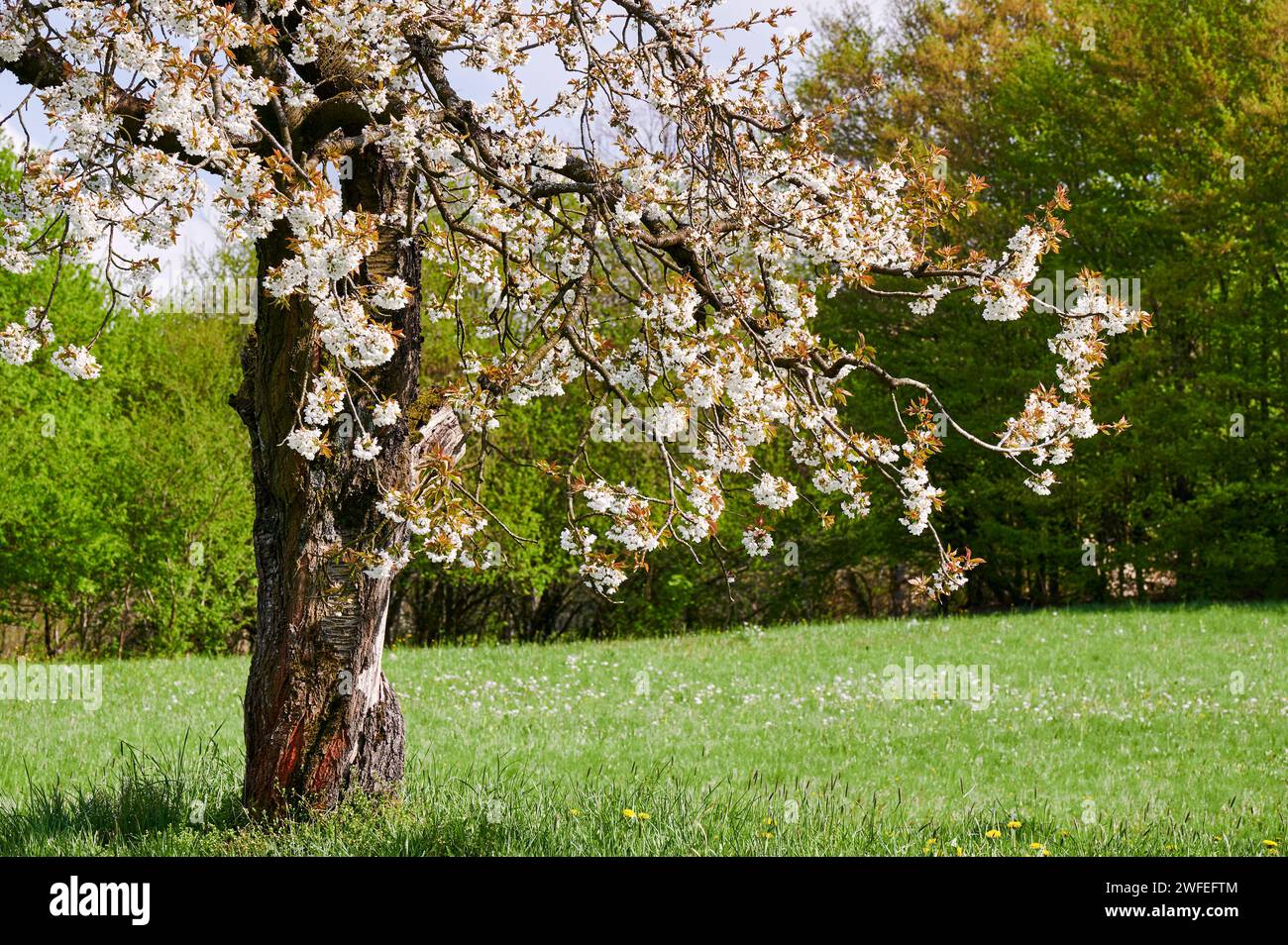 Wunderschön blühende Kirschbäume in der Fränkischen Schweiz, Deutschland bei Kalchreuth/Nürnberg Stockfoto