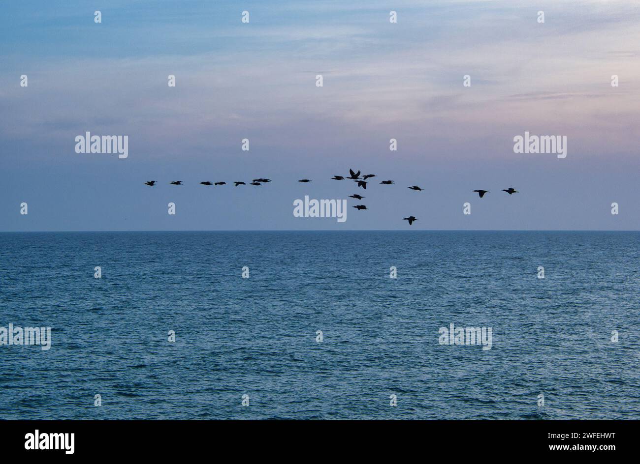 Herde von Wildgänsen, die bei Sonnenaufgang über das Meer fliegen, in Formation. Stockfoto