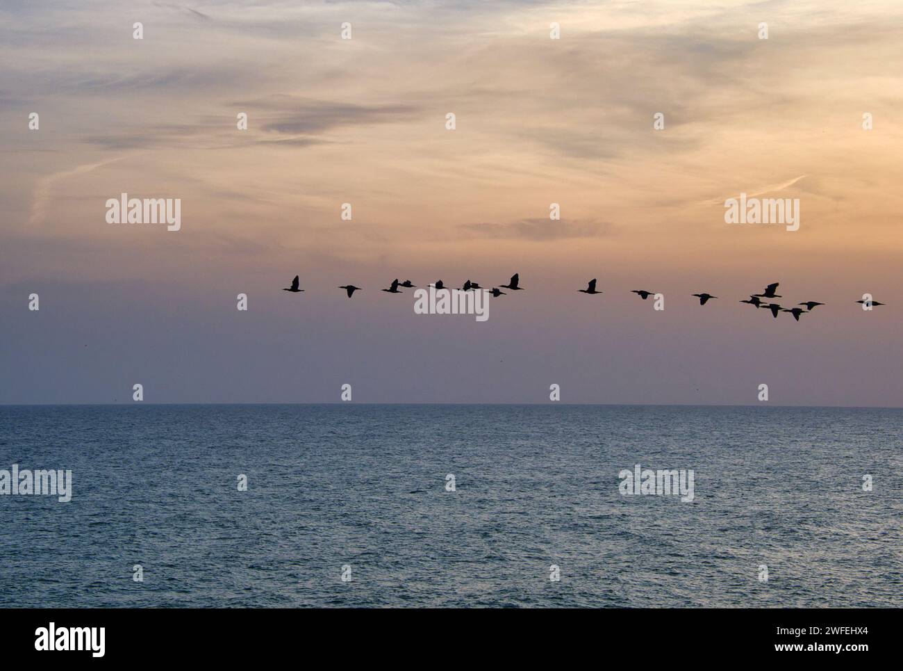 Herde von Wildgänsen, die bei Sonnenuntergang über dem Meer in Formation fliegen. Stockfoto
