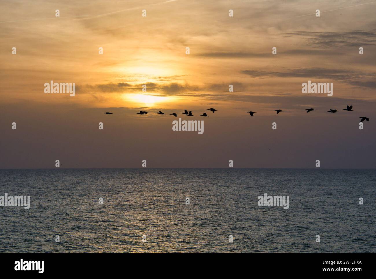 Herde von Wildgänsen, die bei Sonnenuntergang über dem Meer in Formation fliegen. Stockfoto