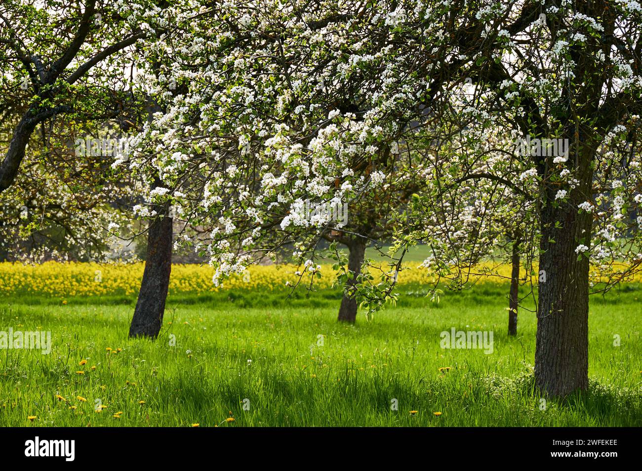 Herrlich blühende Kirschbäume in der Fränkischen Schweiz in Kalchreuth bei Nürnberg Stockfoto