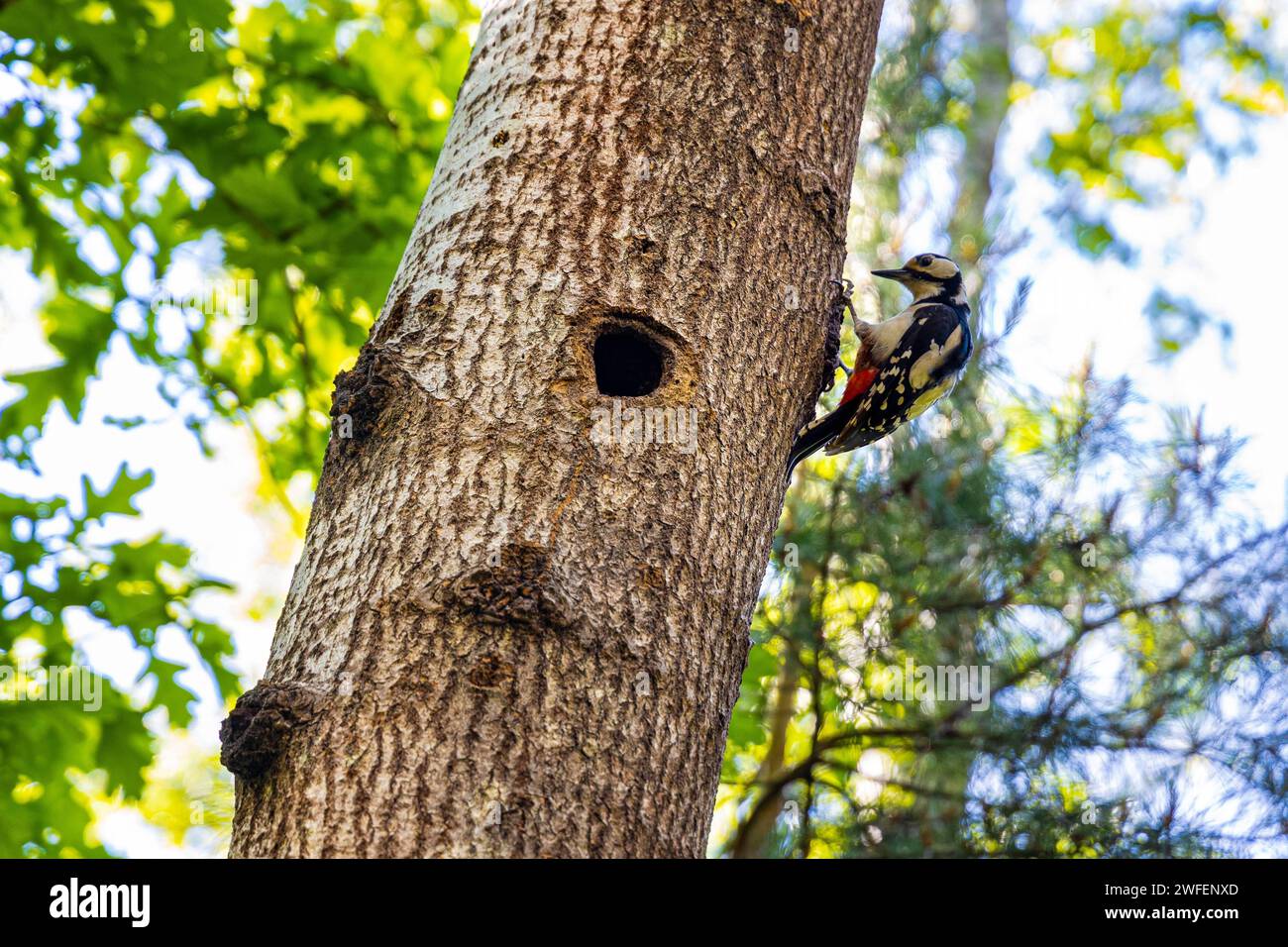 Single Woodpecker mit großem Punktmuster - latin Dendrocopos Major - auf Baumstamm mit hohlen und jugendlichen Nestlingen während der Paarungszeit im Frühling in Kampinos F. Stockfoto