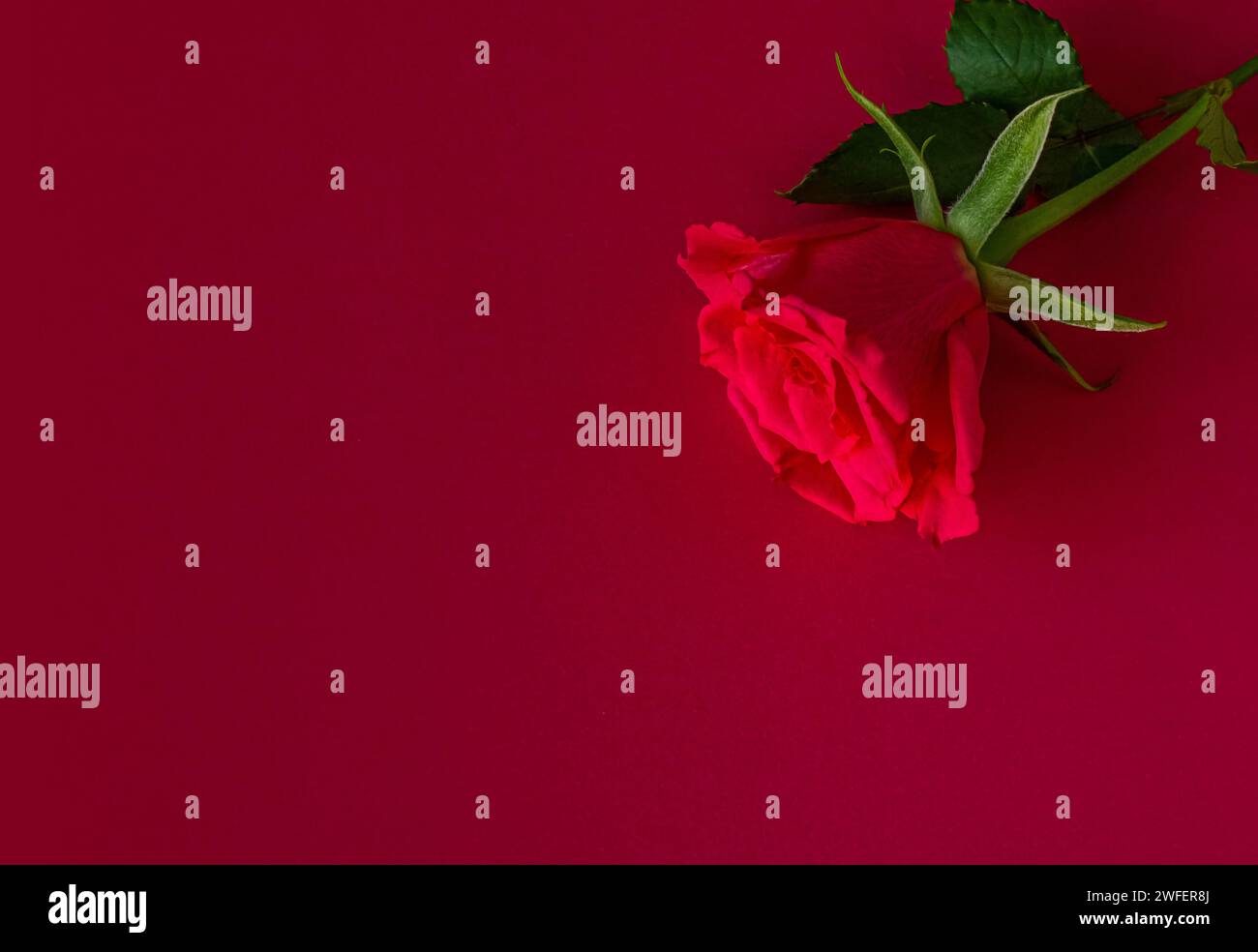 Rosa Rose auf rotem Hintergrund. Frischer Rosenhintergrund mit Kopierraum. Kopierbereich, Draufsicht. Flaches Foto. Stockfoto