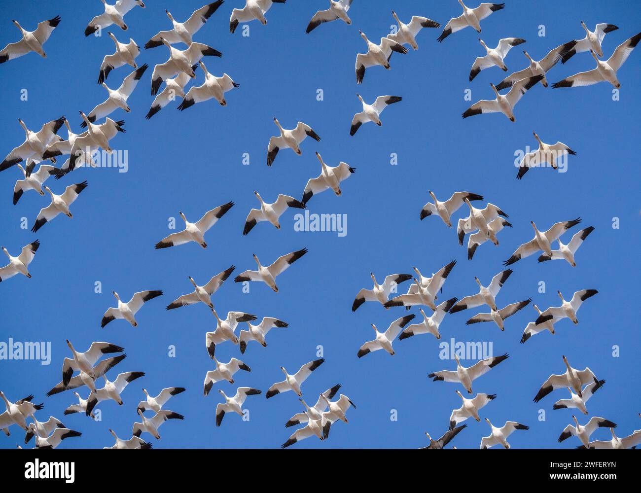Schneegänse (Anser caerulescens) fliegen vor blauem Himmel auf Frühlingswanderung nach Norden und halten in der Middle Creek Wildlife Management Area in Lancaster Stockfoto