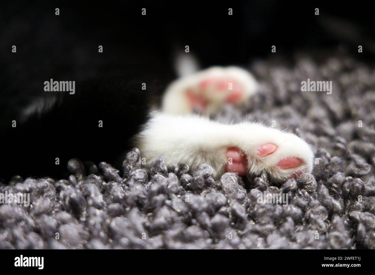 Zehenbohnen – weiße Katzenpfote mit rosafarbenen Pfoten Stockfoto