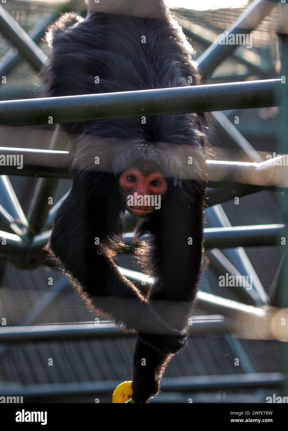 Der liebenswerte Rotgesicht-Spider Monkey, Ateles paniscus, schwingt durch die üppigen Baumkronen der südamerikanischen Regenwälder und zeigt sein ausdrucksstarkes Featur Stockfoto