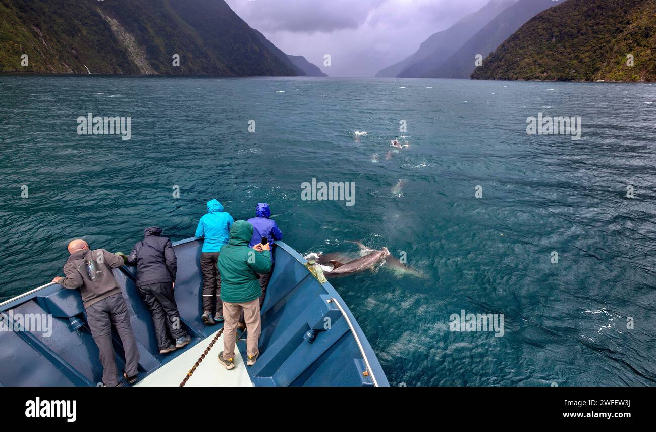 Eine Gruppe von Terehu/Großen Delfinen, die in Richtung eines Fiordland Expeditions Kreuzfahrtschiffes im Doubtful Sound/Patea, Fiordland/Te Rua-o-te-Moko, Neu schwimmen Stockfoto