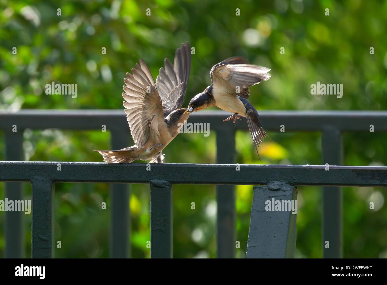 Eine Barn Swallow-Küken, die Essen von ihren Eltern annehmen, während sie auf einem Geländer im Park sitzen. Stockfoto