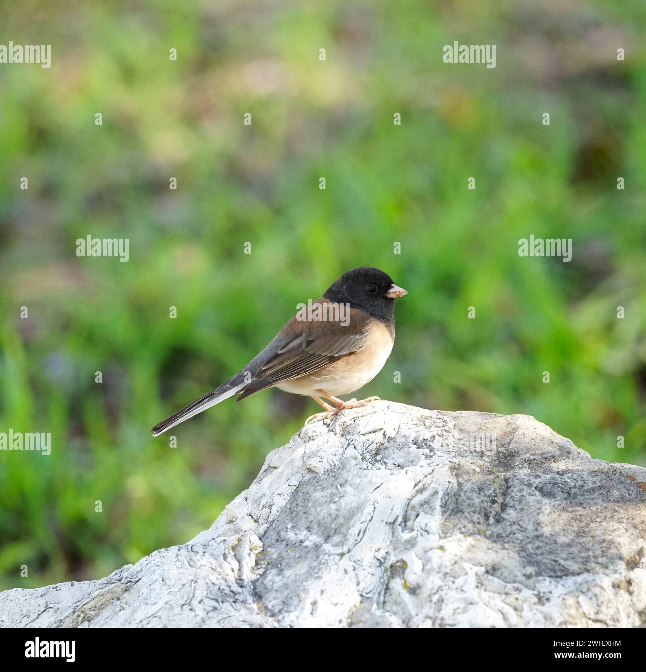 Beerenfressender Junco gefangen Stockfoto