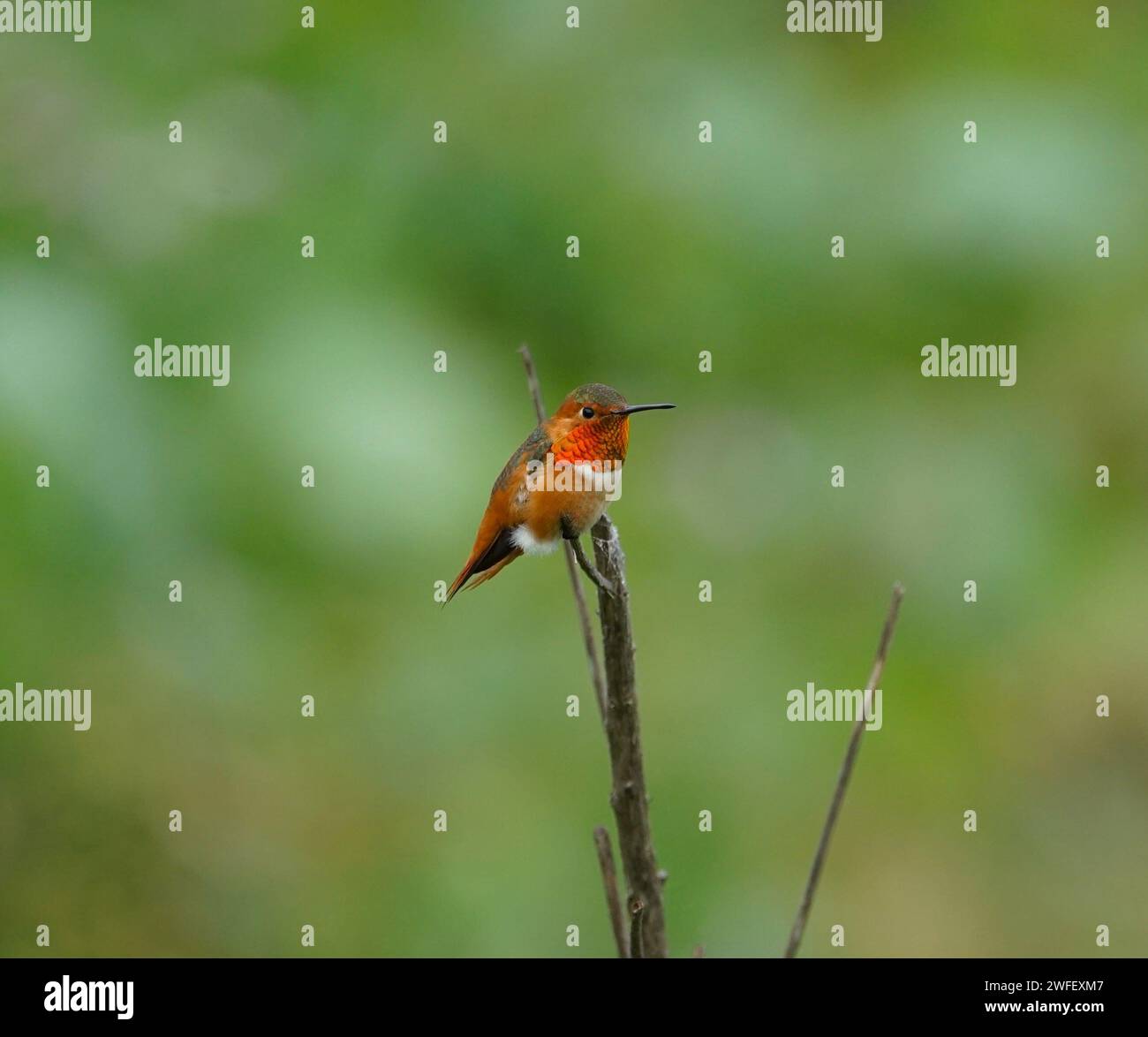 Allens Kolibri zeigt helle Farben Stockfoto