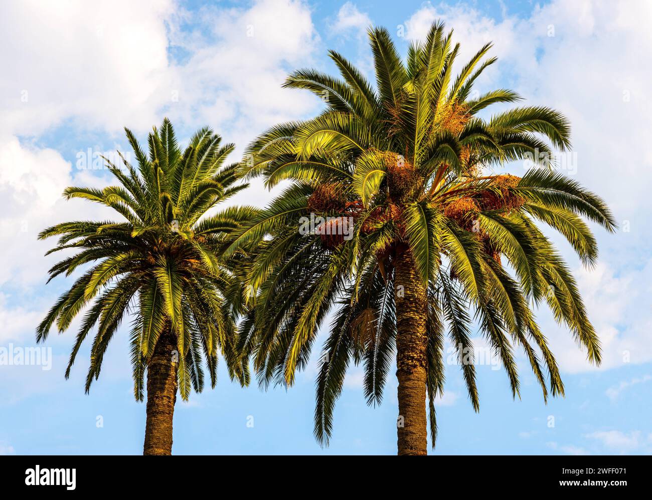 Zwei Palmenkronen aus Zweigen und Blättern mit Sommerhimmel und Wolken im Ferienort Saint-Jean-Cap-Ferrat am kap Cap Ferrat an der französischen Riviera o Stockfoto