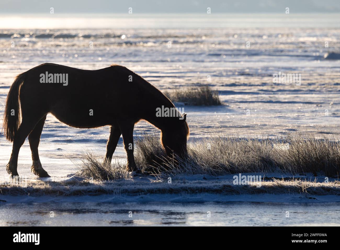 Eiskalter Morgen auf Stanpit Marshes, Dorset Stockfoto