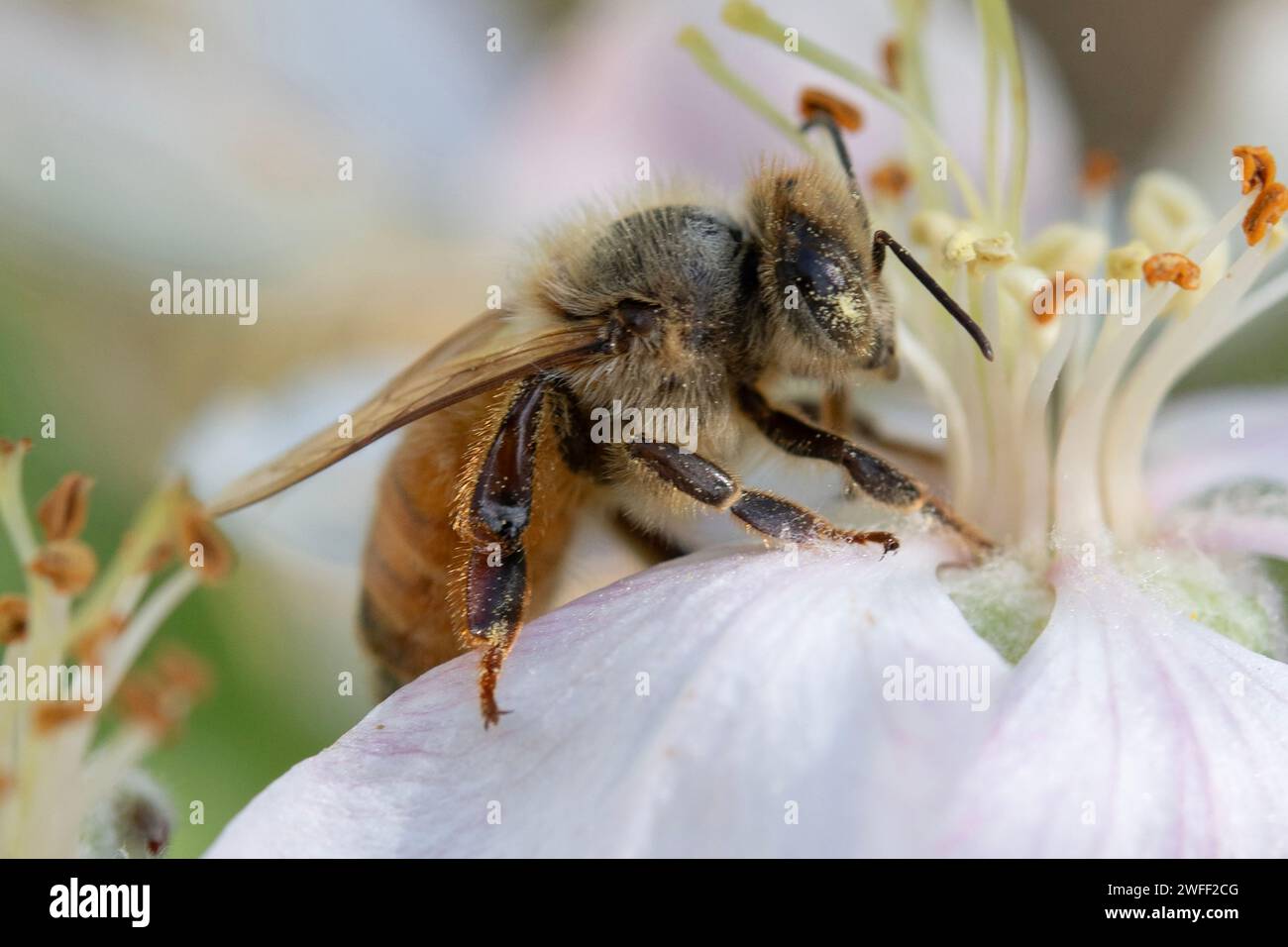 Europäische Honigbiene, APIs mellifera, Nelson, Südinsel, Neuseeland Stockfoto