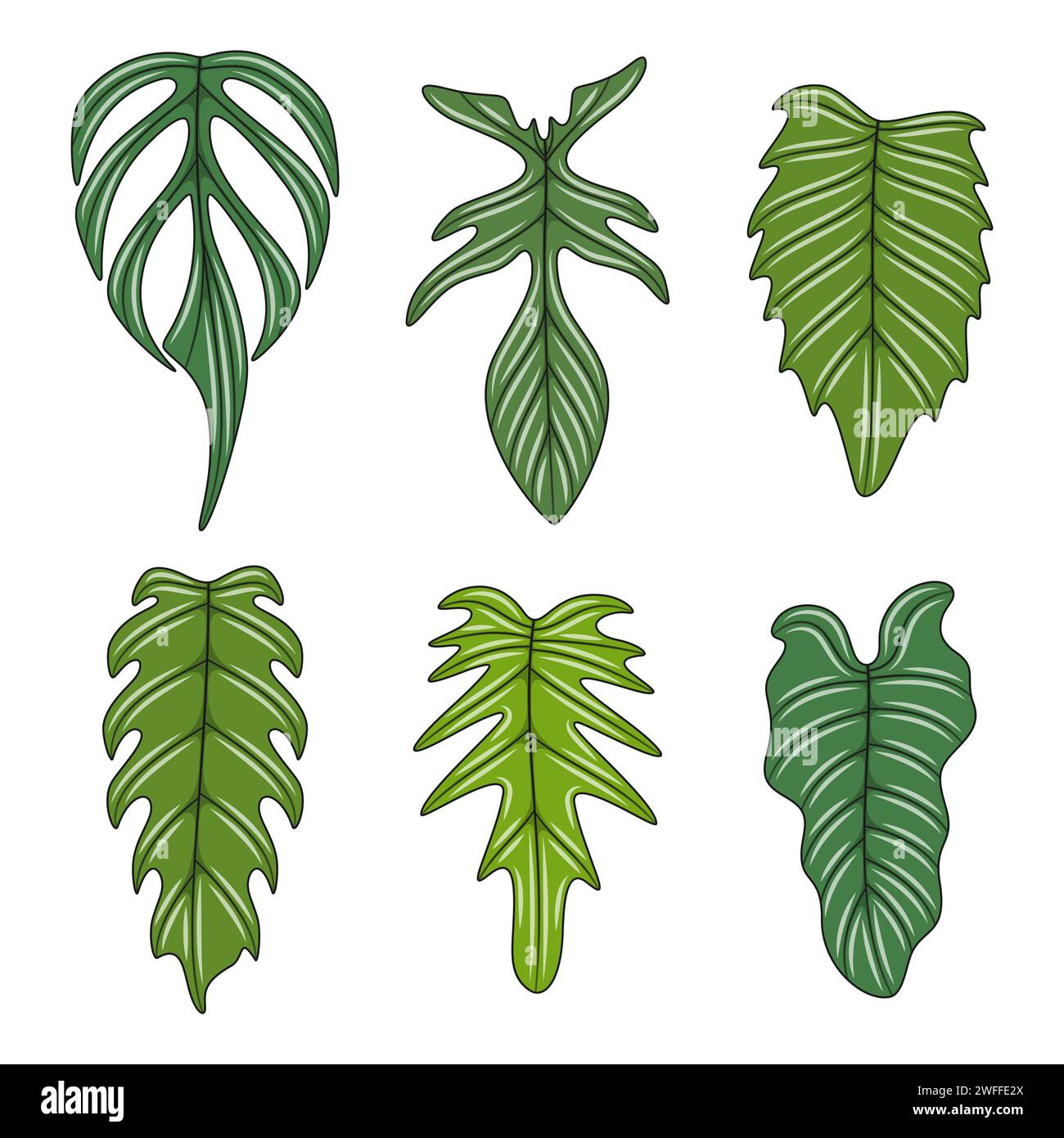 Farbabbildung mit Monstera Creeper Pflanzenblättern. Isolierte Vektorobjekte auf weißem Hintergrund. Stock Vektor