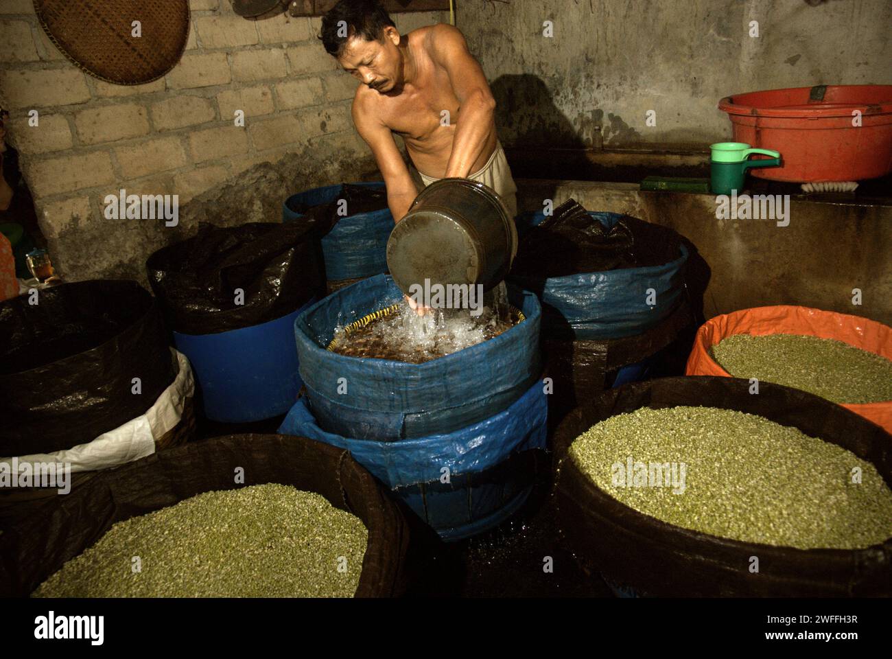 Ein Mann gießt Wasser auf einer Bohnensprossen-Farm in Jakarta, Indonesien. Mungbohnensprossen sind ein kulinarisches Gemüse, das aufgrund seiner Anpassungsfähigkeit und seines nahrhaften Nutzens seit der Antike in Ost- und Südostasien weit verbreitet angebaut und konsumiert wird, so ein Forscherteam unter der Leitung von Mohammad Zakerin Abedin (Abteilung für Botanik, Mikrobiologielabor, Jahangirnagar University, Dhaka). 2022 erschien ein Artikel im South Asian Journal of Research in Microbiology. Mungbohnen können leicht gekeimt werden, indem sie in den Schatten gestellt und gegossen werden, bis sie keimen, mit... Stockfoto