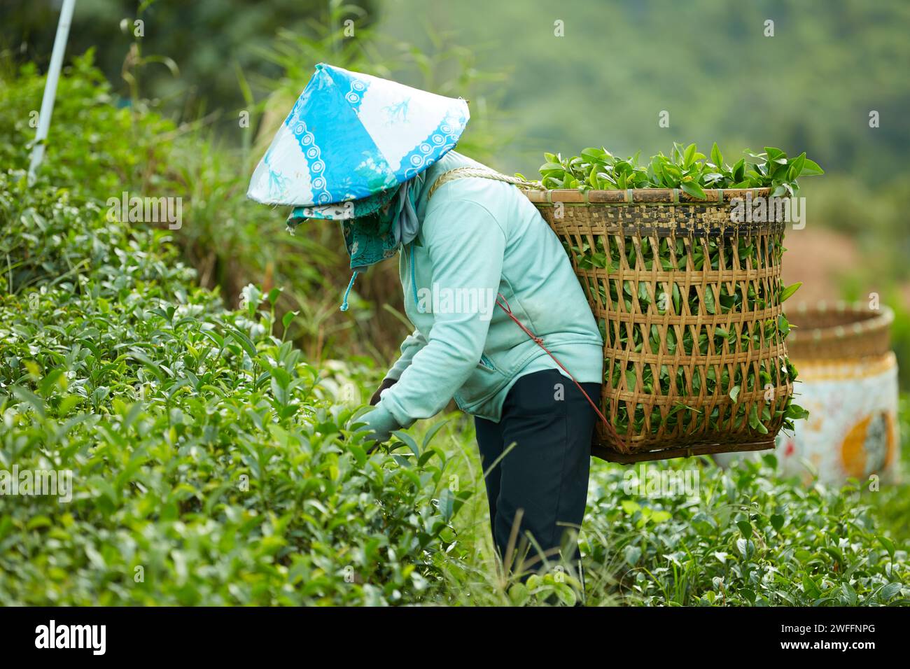 Eine Farmerin in in blauem Hemd mit konischem Hut auf dem Kopf und einem großen Bambuskorb auf dem Rücken erntet grüne Teeblätter auf einer Teeplantage Stockfoto