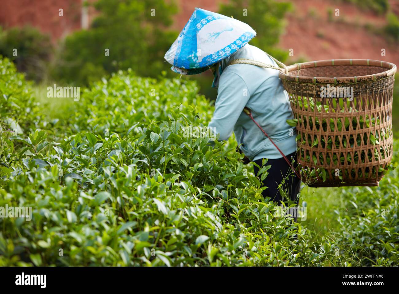 Bao Loc City, Vietnam: Ein Bauer hat einen Bambuskorb auf dem Rücken und pflückt mit einem konischen Hut frische grüne Teeblätter auf einer Teeplantage im Ohr Stockfoto
