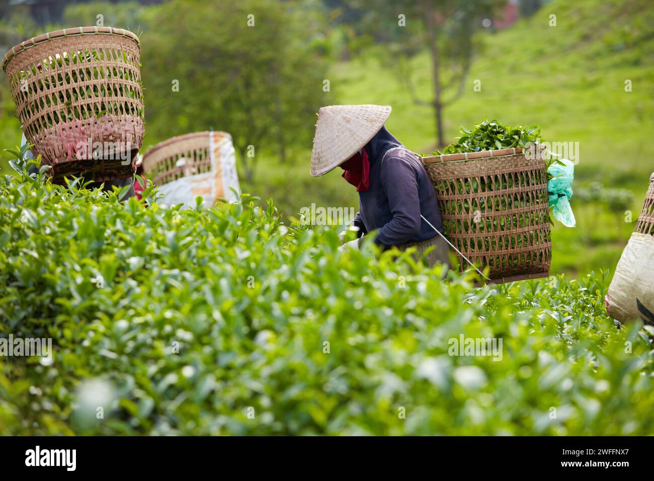 Vietnamesische Bauern ernten frische grüne Teeblätter auf der Teeplantage, jeder Landwirt hat einen großen Bambuskorb auf dem Rücken, um grünen Tee zu sammeln Stockfoto
