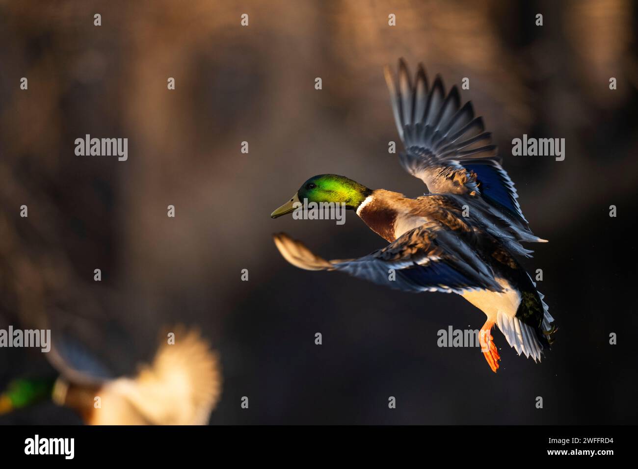 Stockenten in überflutetem Holz an einem Wintertag Stockfoto