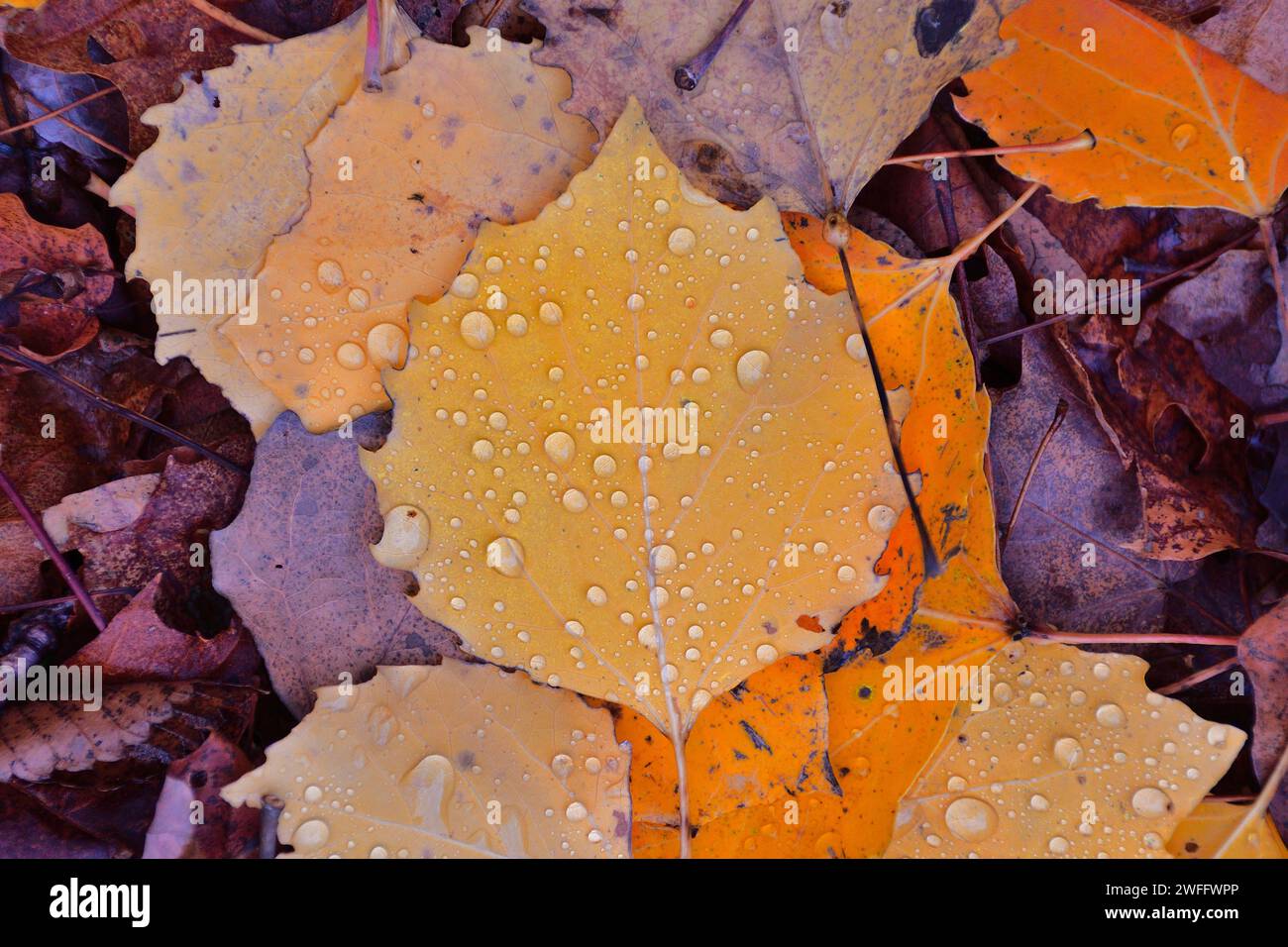 Herbstfarbe, gelbe Aspenblätter mit Wassertröpfchen Stockfoto