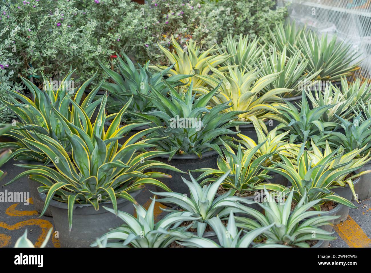 Große Setzlinge Reihen blaue Agavenpflanzen, die in Töpfen im Freien auf einer Gartenmittelplantage zum Verkauf angebaut werden Stockfoto