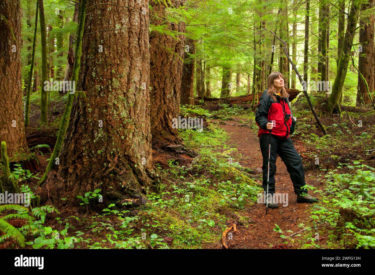 Harris Ranch Trail, Drift Creek Wilderness Siuslaw National Forest, Oregon Stockfoto