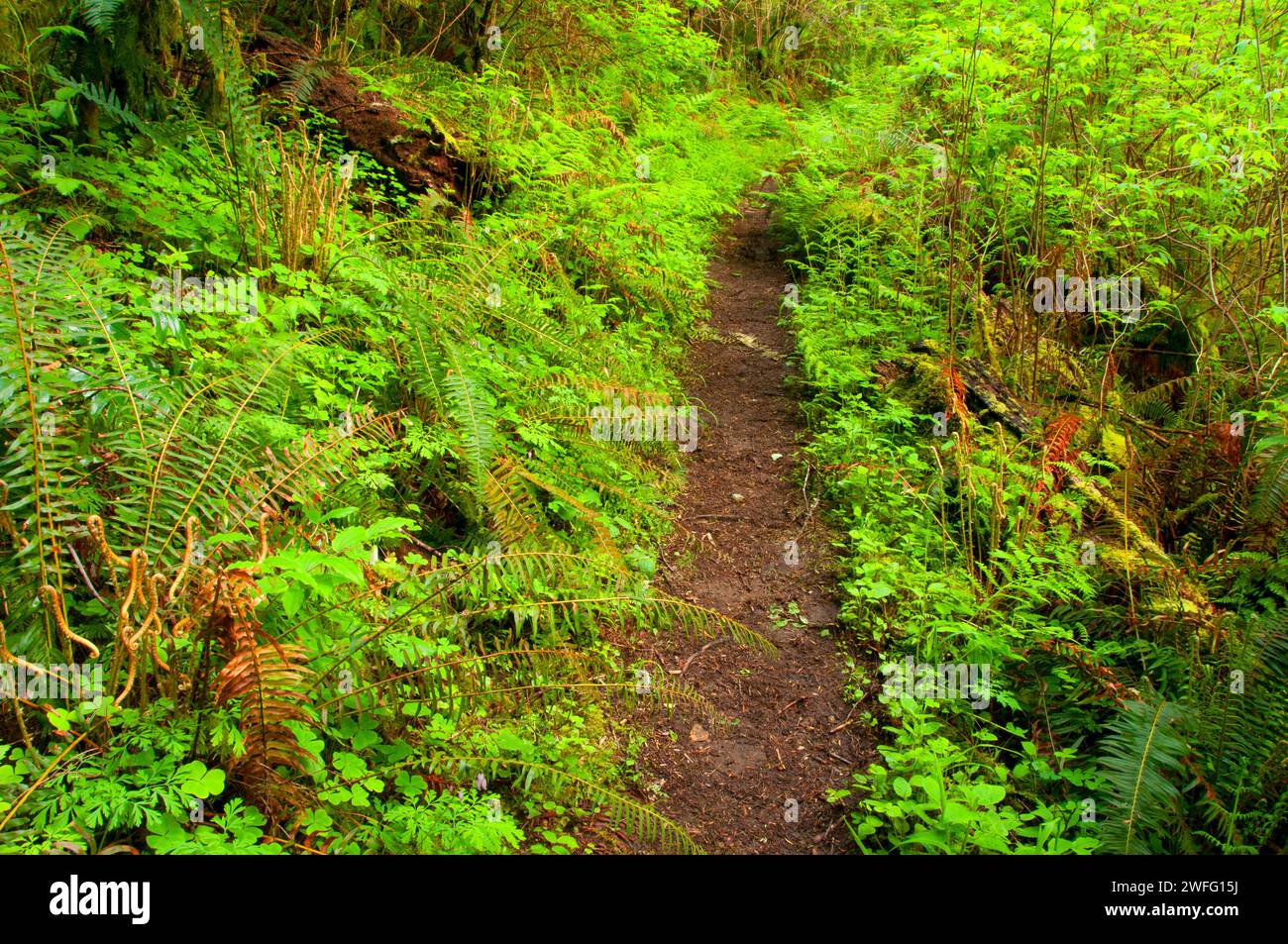 Harris Ranch Trail, Drift Creek Wilderness Siuslaw National Forest, Oregon Stockfoto