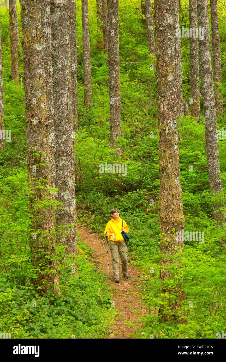 Pioneer Indian Trail, Siuslaw National Forest, Oregon Stockfoto