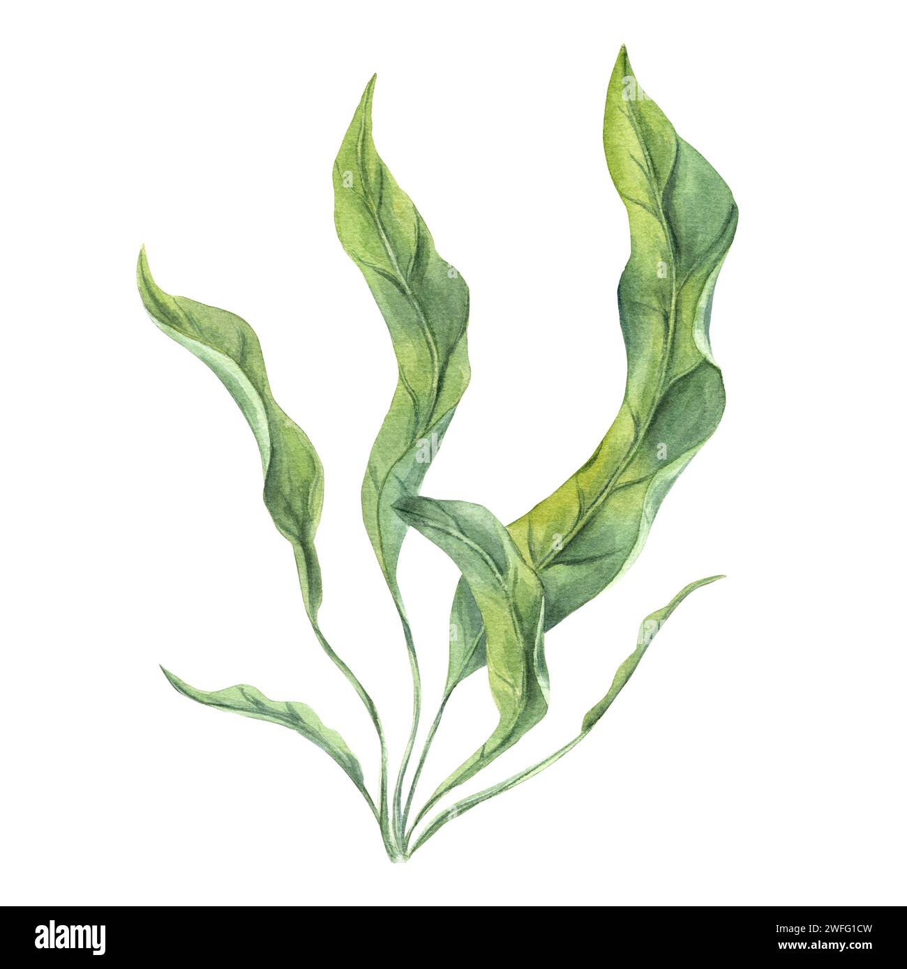 Aquarienpflanze. Algen, Algen. Seetang. Anubias, Echinodorus. Grüne Blätter. Unterwasserkräuter, Seegras. Aquarellabbildung für Design Stockfoto