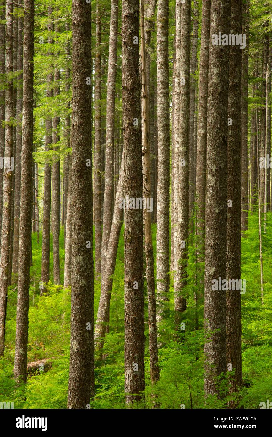 Douglas-Tannenwald entlang Pionier Indian Trail, Siuslaw National Forest, Oregon Stockfoto