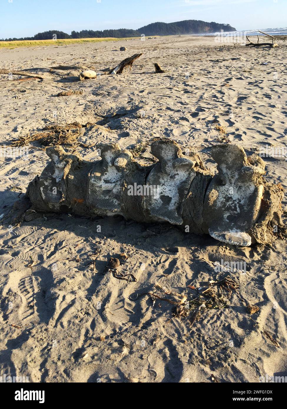 Ein großer Teil eines Grauwal-Rückenknochens ( Wirbeltiere ), der am Sandstrand in Long Beach Washington USA angespült wurde Stockfoto